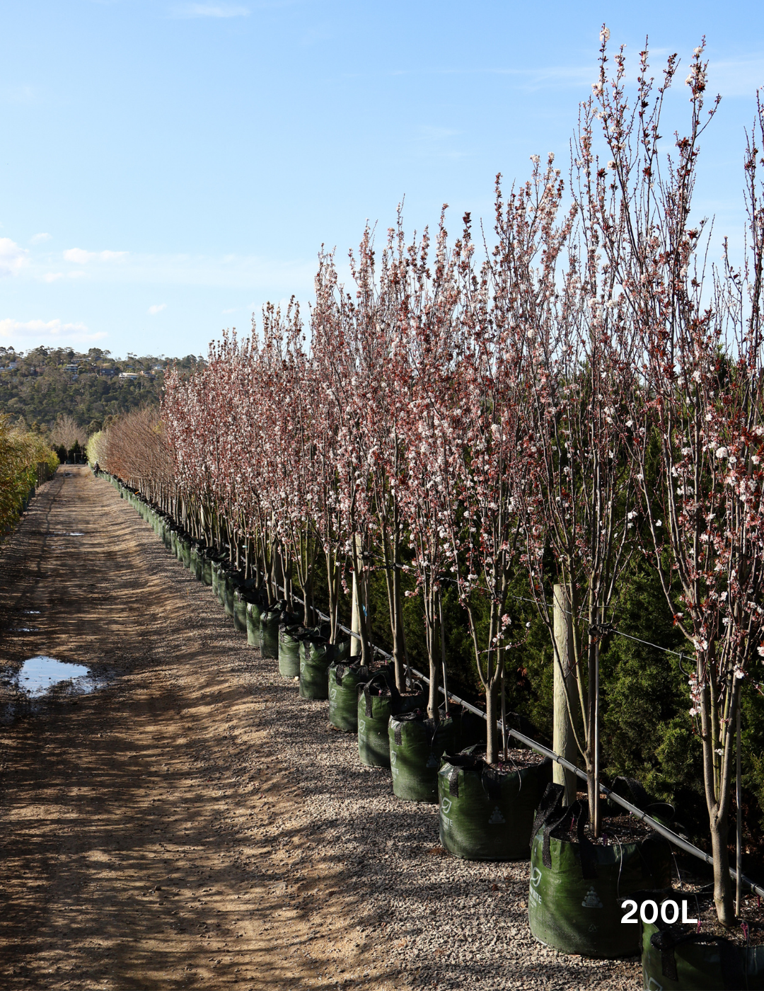 Prunus cerasifera 'Oakville Crimson Spire' - Evergreen Trees Direct