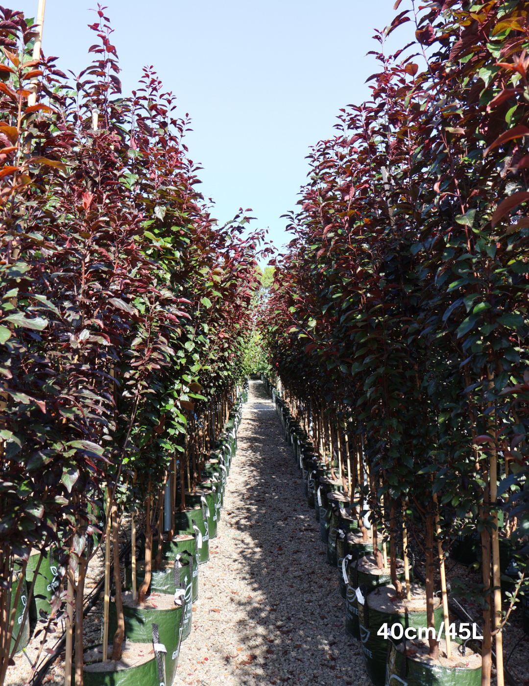 Prunus cerasifera 'Oakville Crimson Spire' - Evergreen Trees Direct