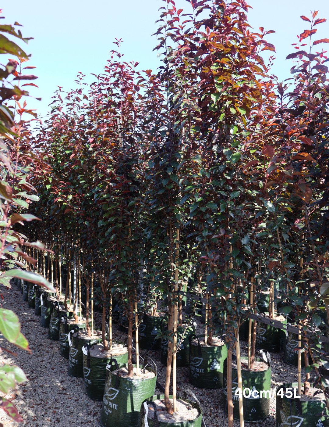 Prunus cerasifera 'Oakville Crimson Spire' - Evergreen Trees Direct