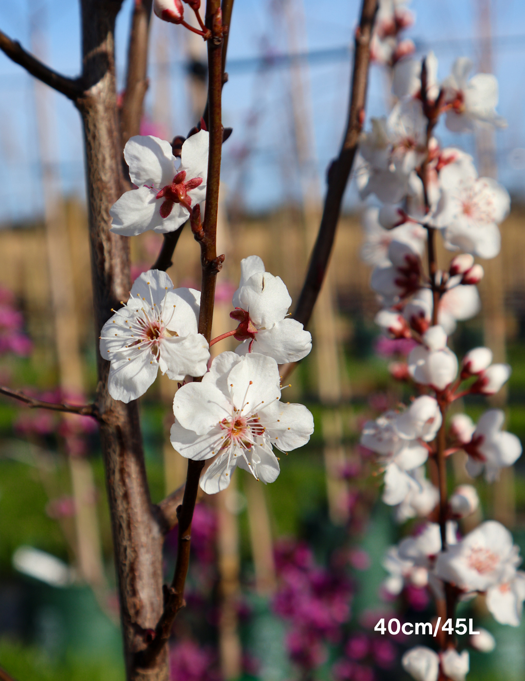Prunus cerasifera 'Oakville Crimson Spire' - Evergreen Trees Direct