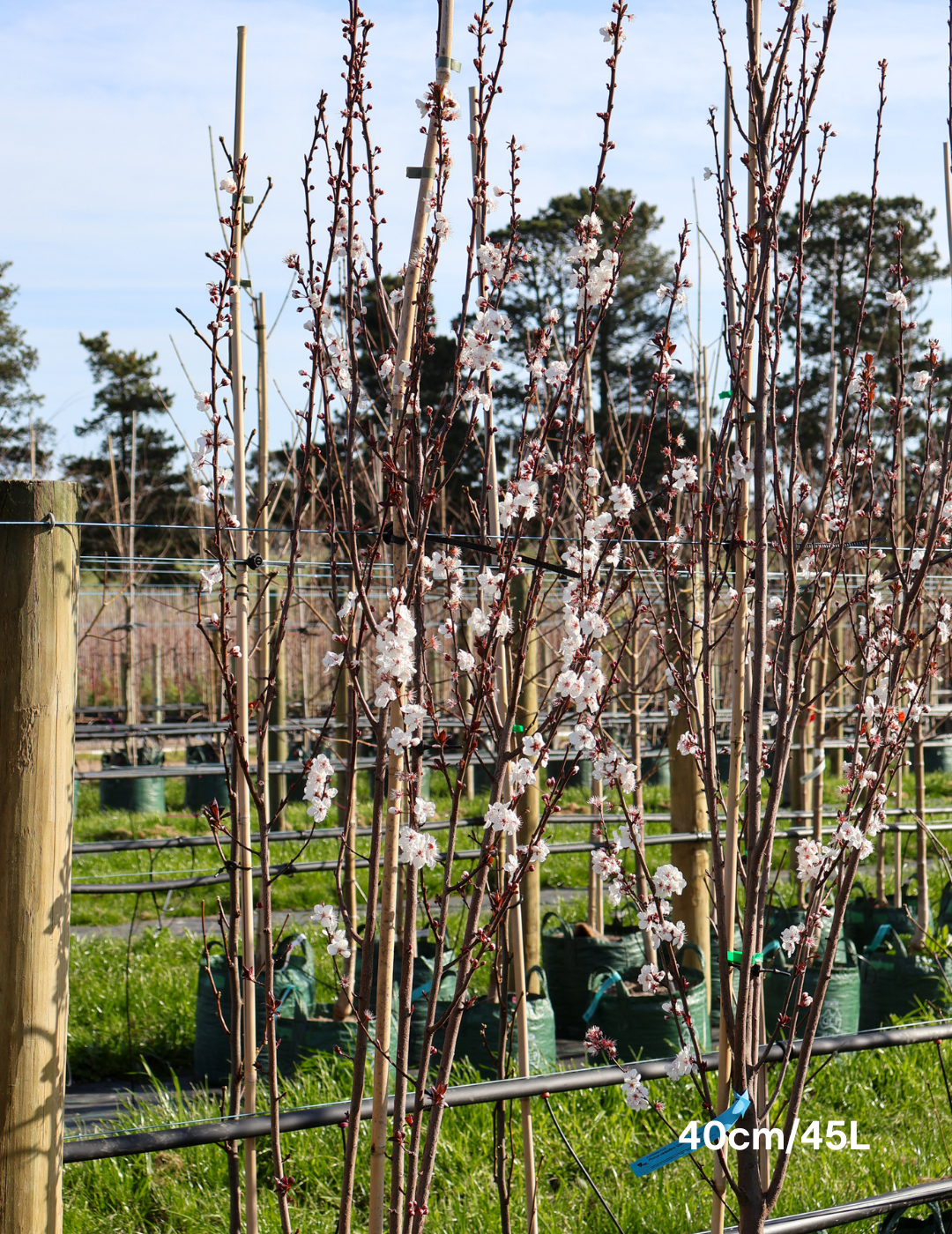 Prunus cerasifera 'Oakville Crimson Spire' - Evergreen Trees Direct