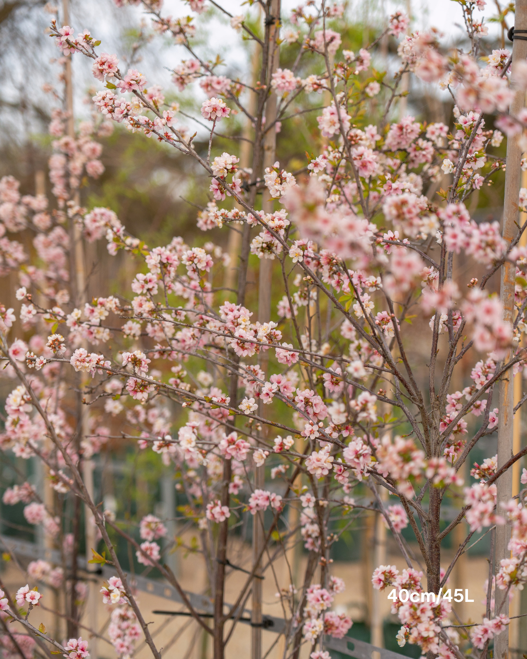 Prunus cerasifera 'Elvins' – Elvins Flowering Plum