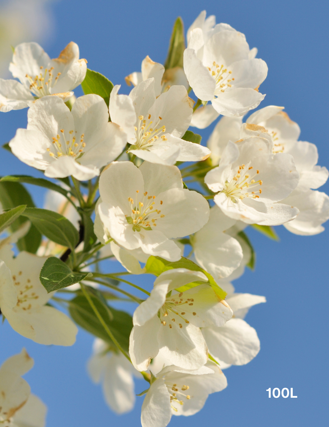 Pyrus calleryana 'Bradford' - Evergreen Trees Direct