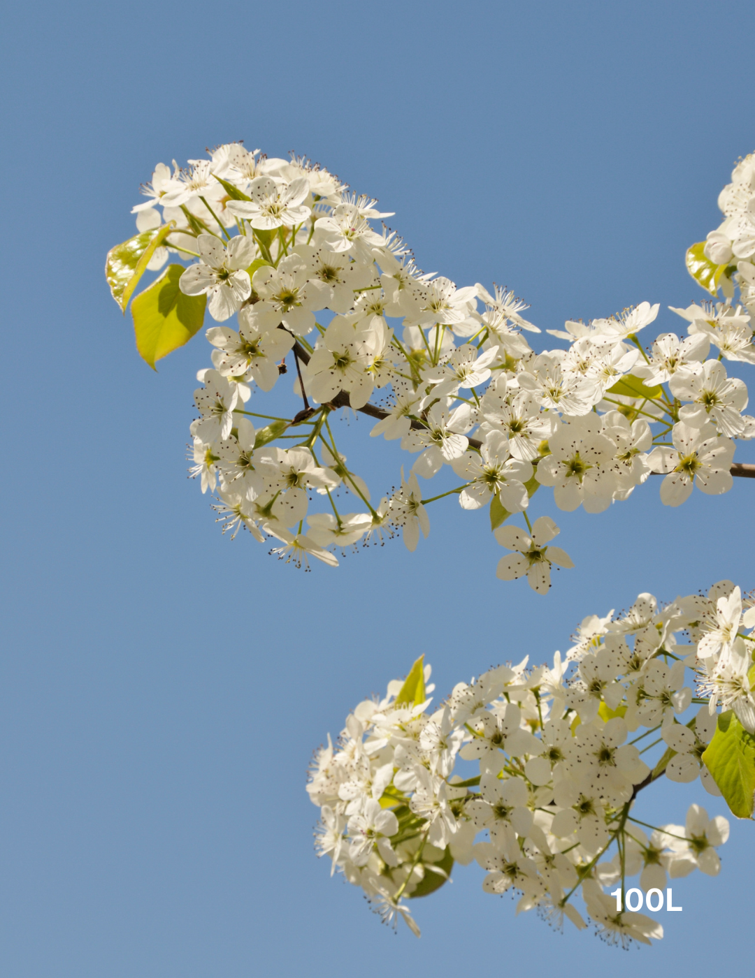 Pyrus calleryana 'Bradford' - Evergreen Trees Direct