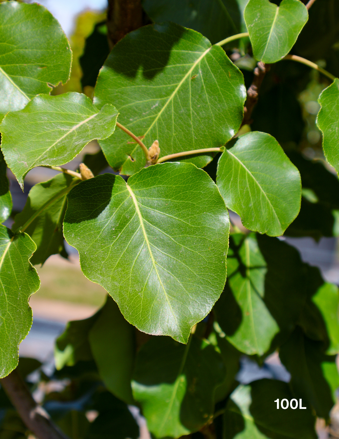 Pyrus calleryana 'Bradford' - Evergreen Trees Direct