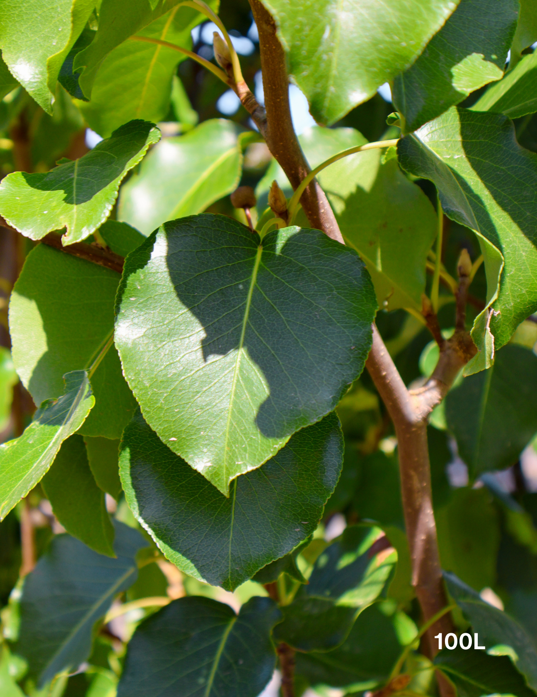 Pyrus calleryana 'Bradford' - Evergreen Trees Direct