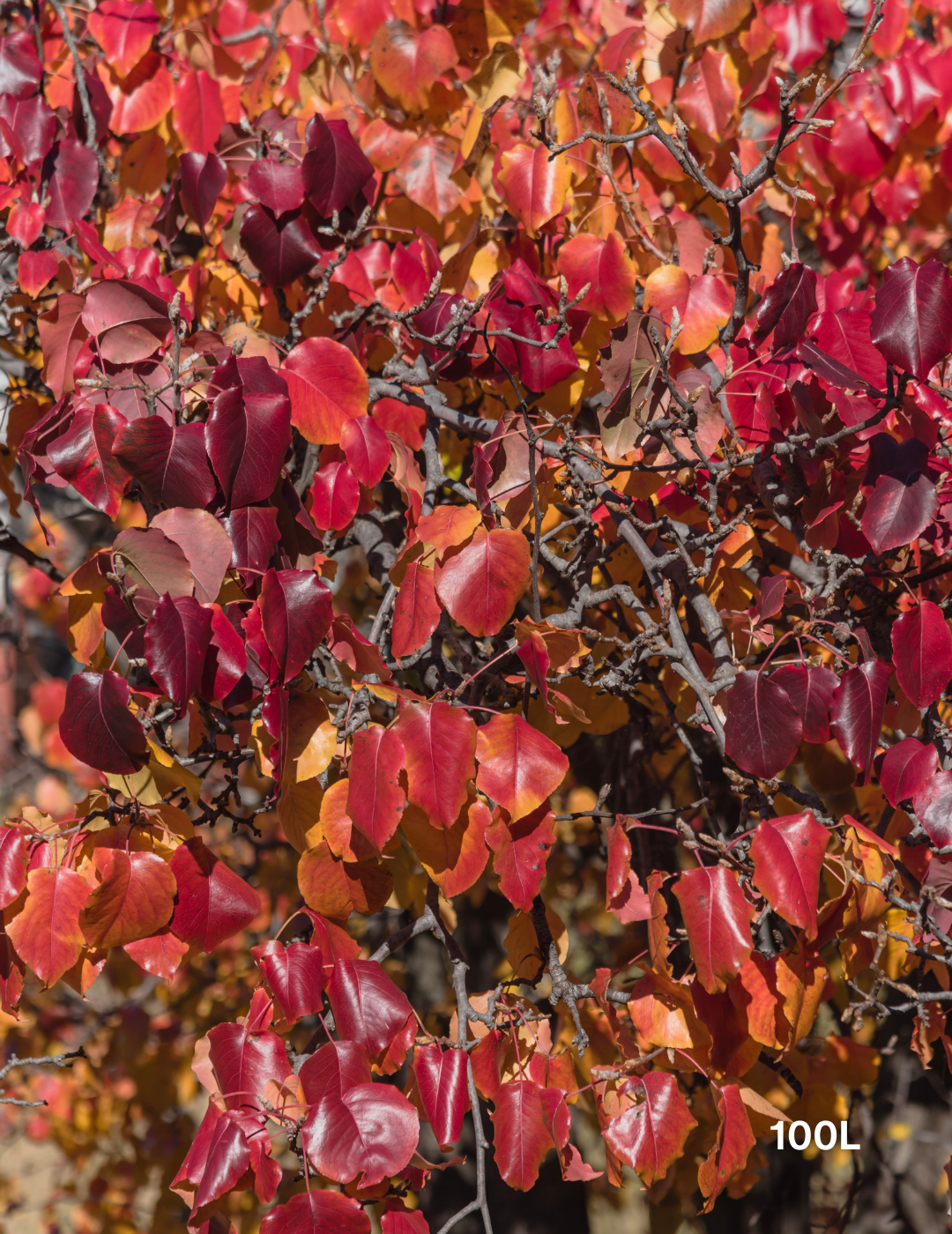 Pyrus calleryana 'Bradford' - Evergreen Trees Direct