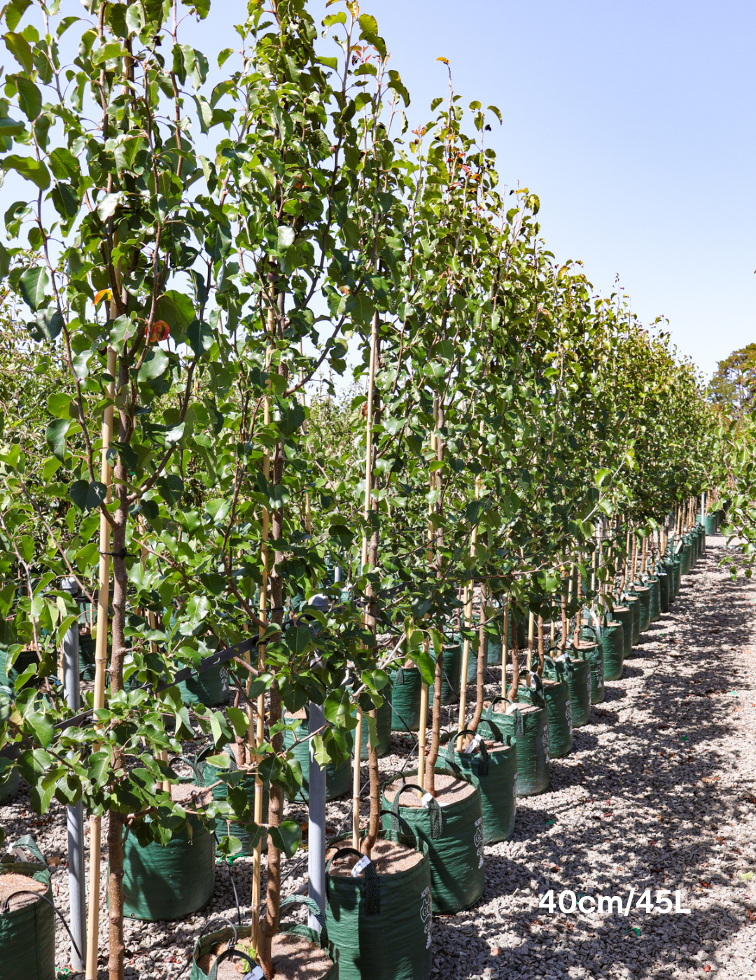 Pyrus calleryana 'Bradford' - Evergreen Trees Direct