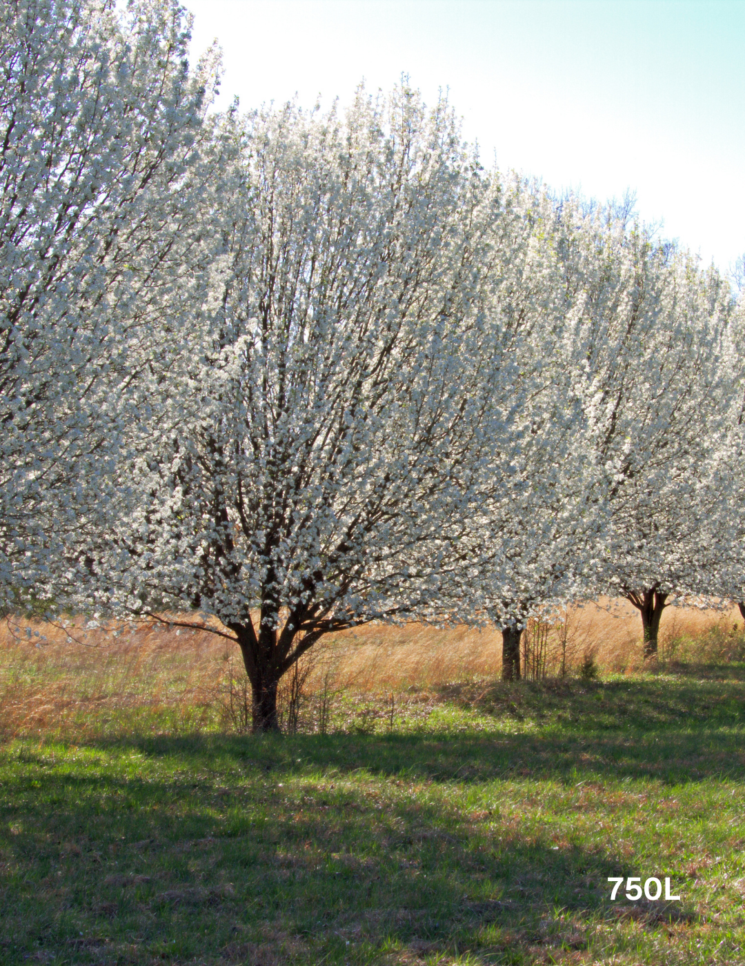 Pyrus calleryana 'Bradford' - Evergreen Trees Direct