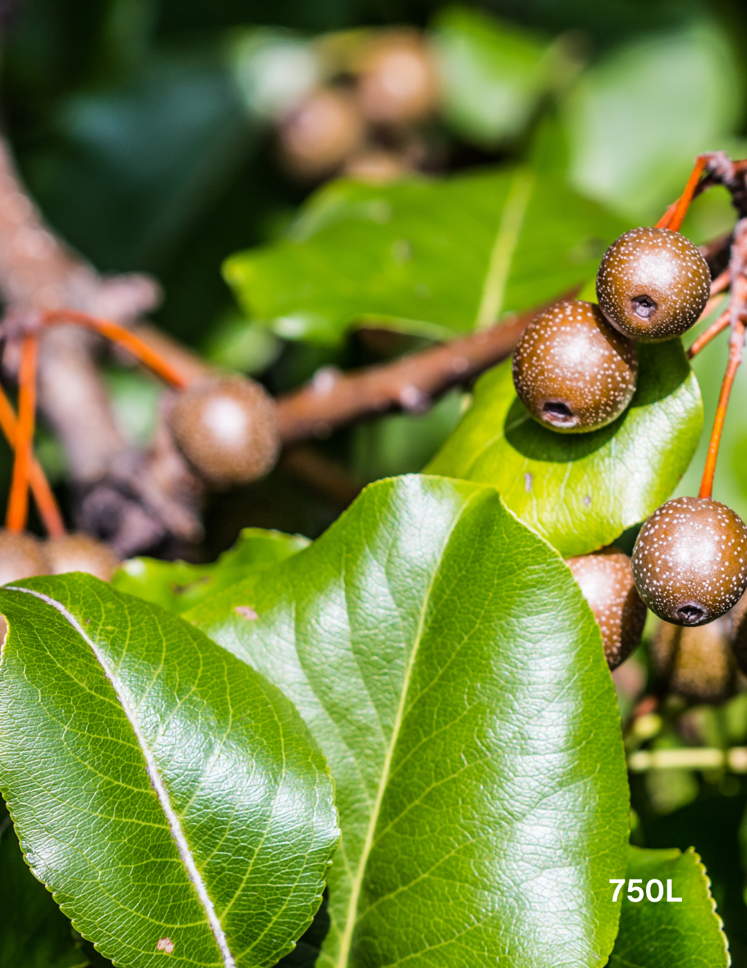 Pyrus calleryana 'Bradford' - Evergreen Trees Direct