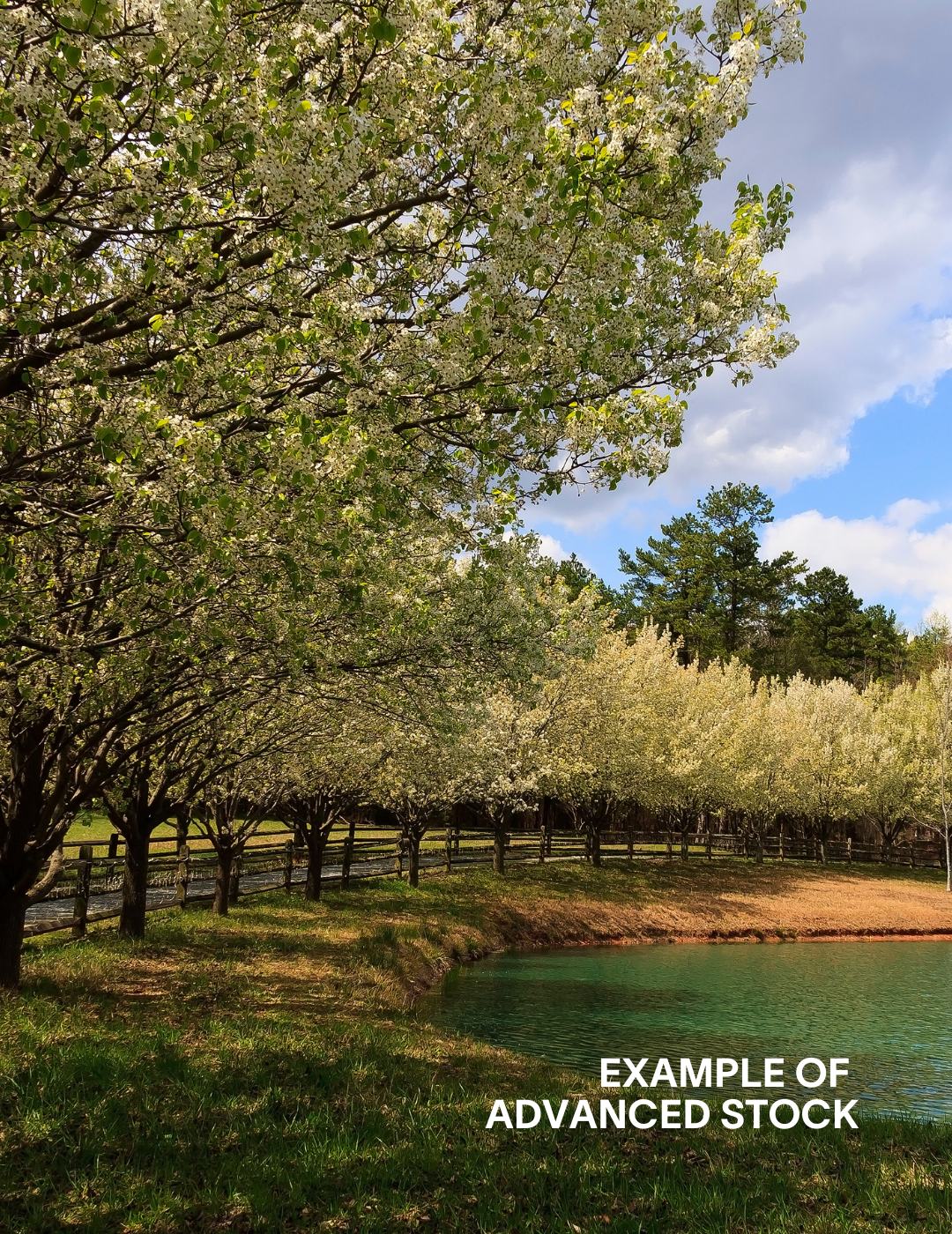 Pyrus calleryana 'Bradford' - Evergreen Trees Direct