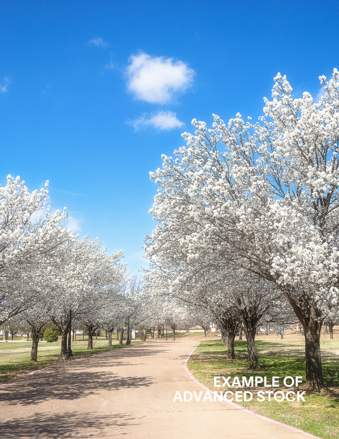 Pyrus calleryana 'Bradford' - Evergreen Trees Direct
