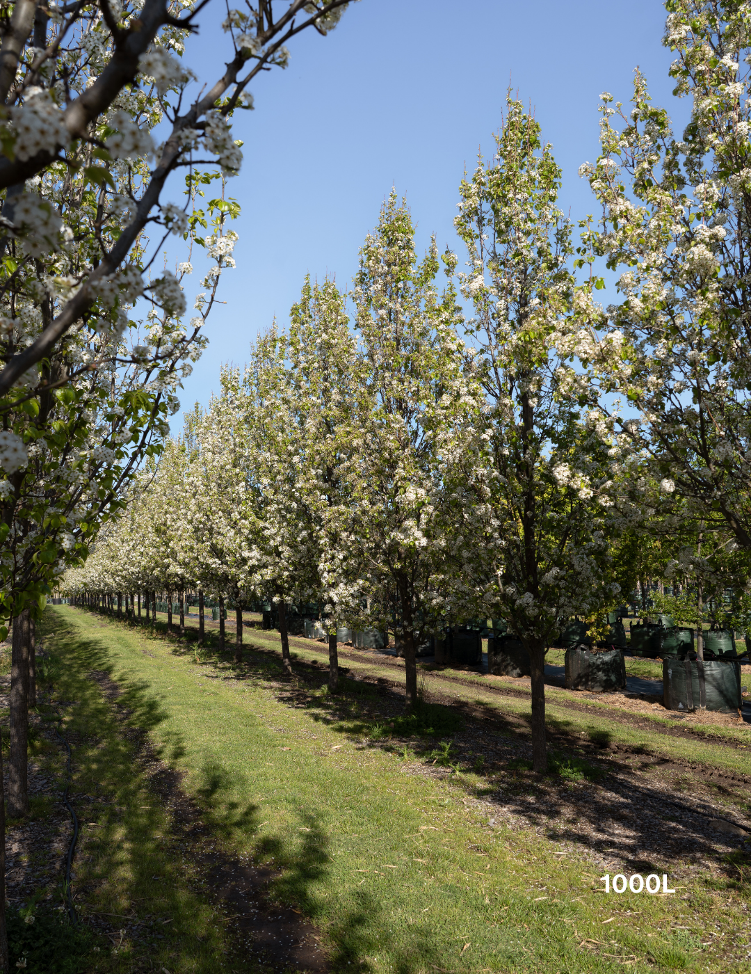 Pyrus calleryana 'Chanticleer'