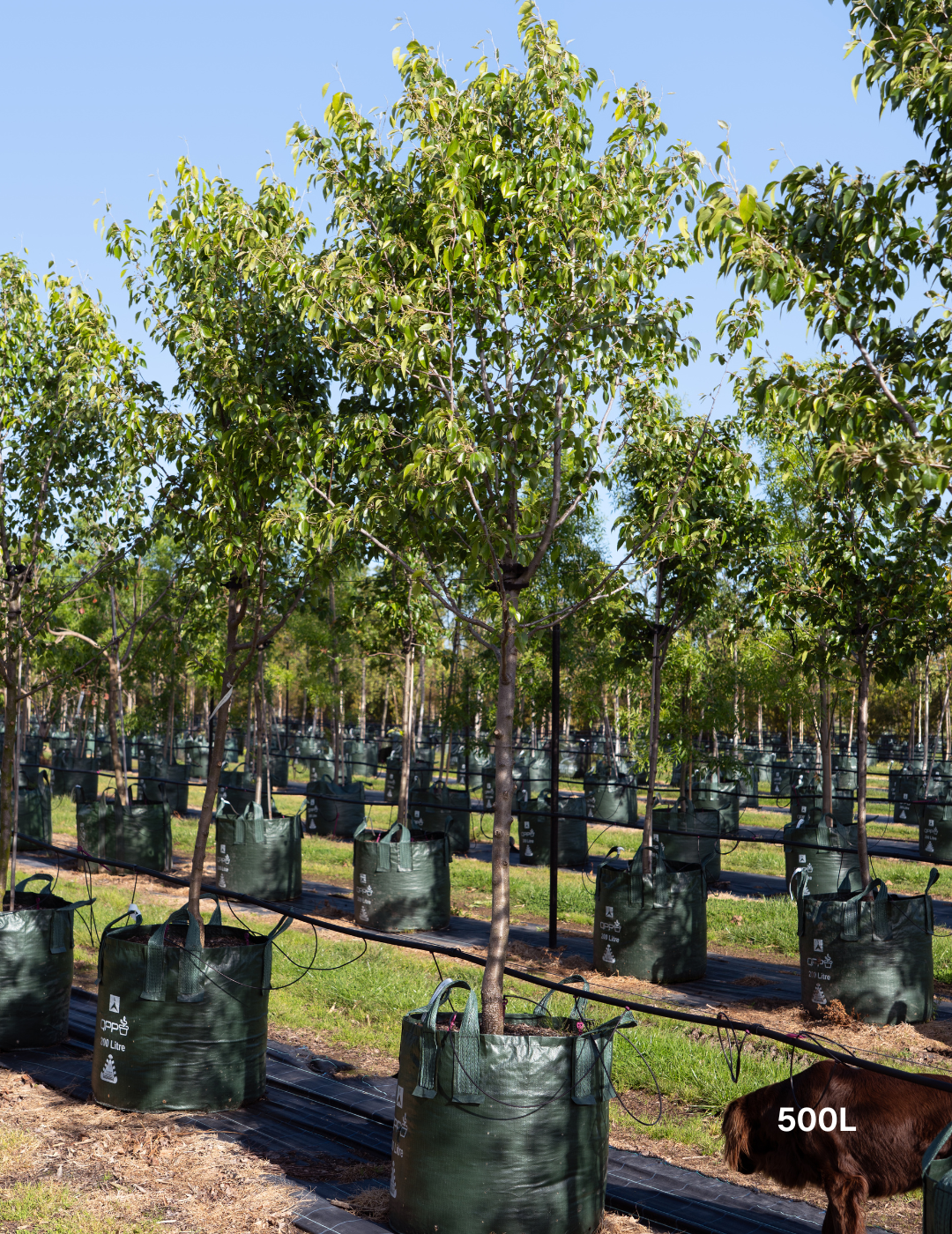 Pyrus nivalis - Snow Pear - Evergreen Trees Direct