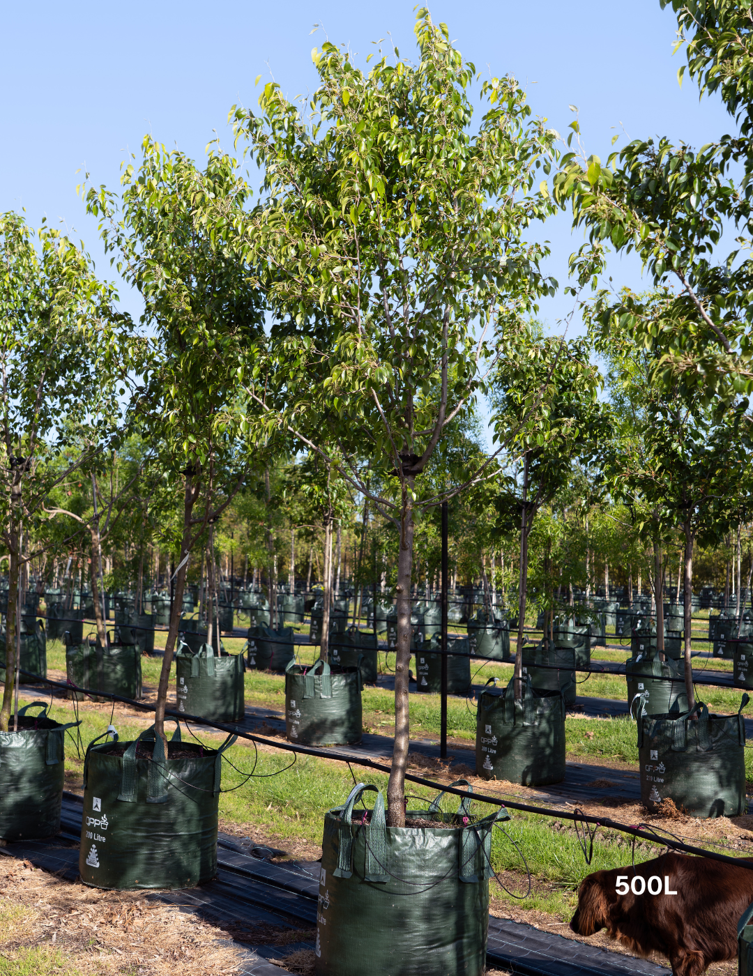 Pyrus nivalis - Snow Pear - Evergreen Trees Direct