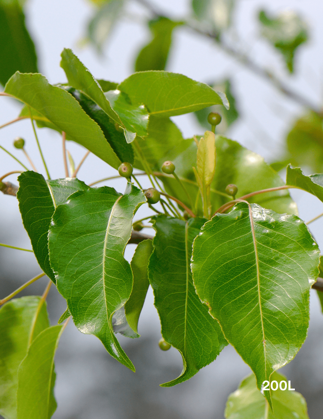 Pyrus calleryana 'Cleveland Select' - Evergreen Trees Direct