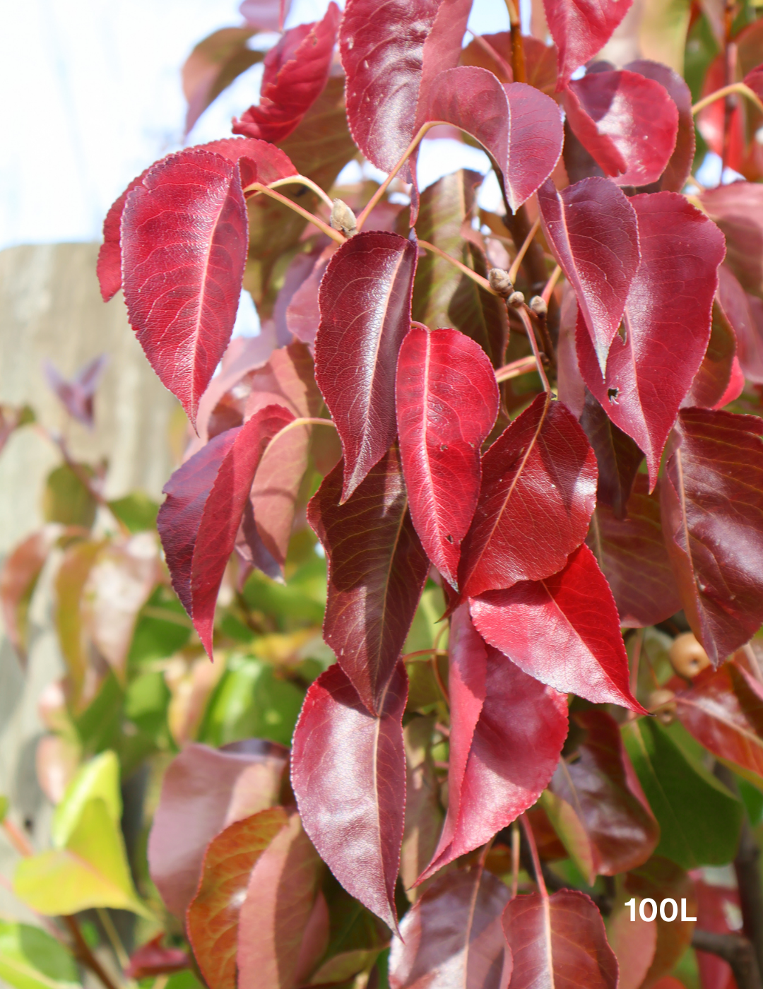 Pyrus calleryana 'Cleveland Select' - Evergreen Trees Direct