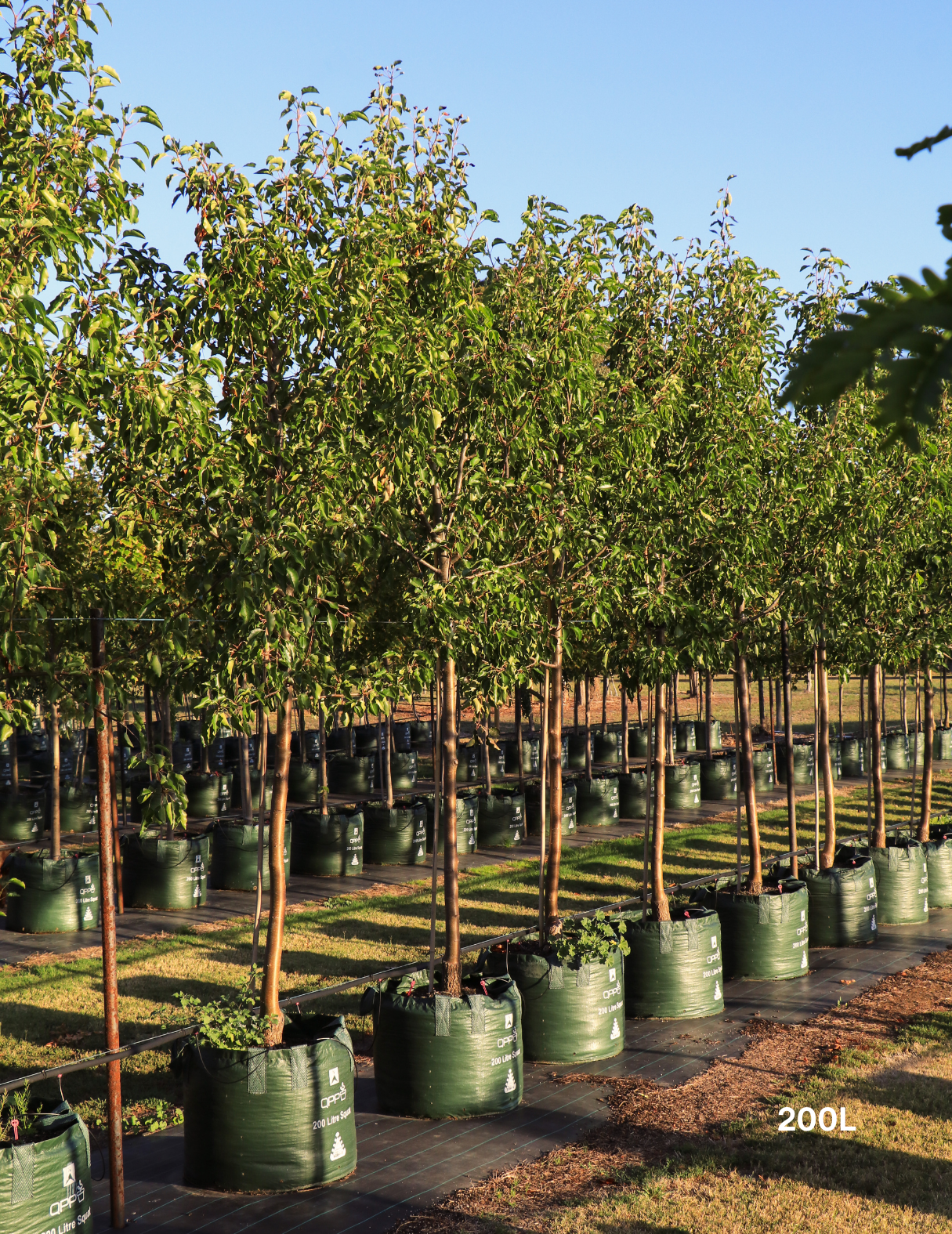 Pyrus ussuriensis - Evergreen Trees Direct