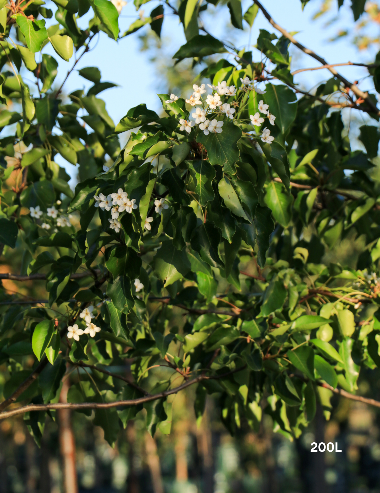 Pyrus ussuriensis - Evergreen Trees Direct