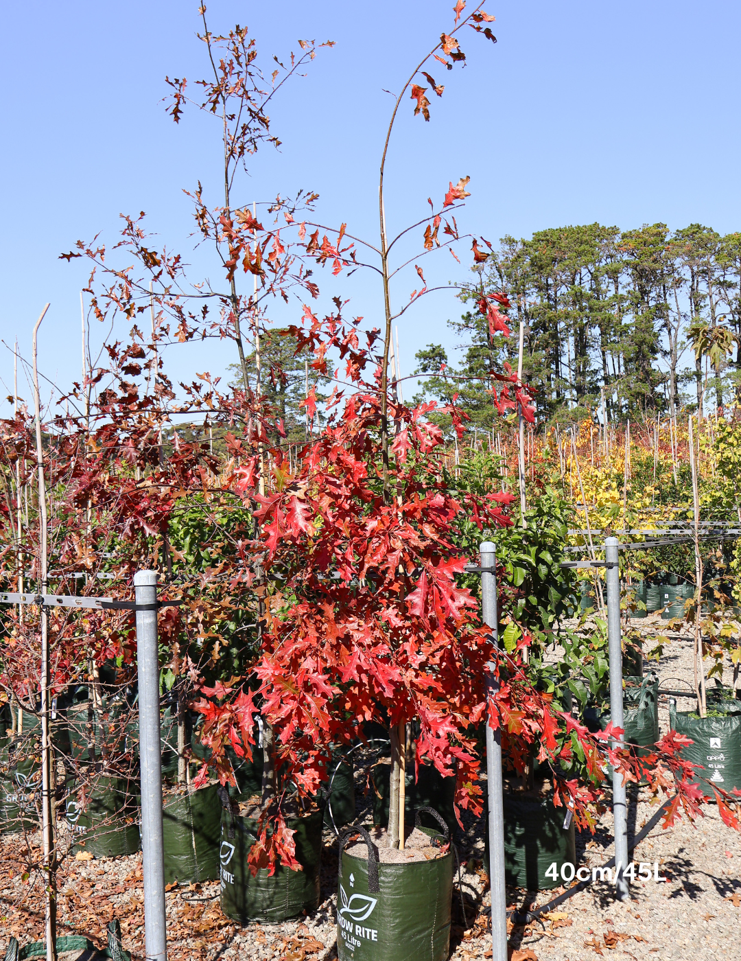 Quercus palustris - Pin Oak - Evergreen Trees Direct