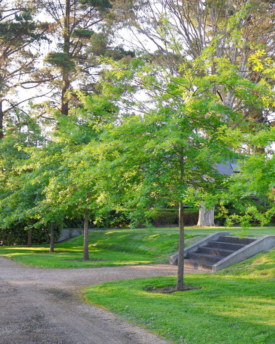 Quercus palustris - Pin Oak
