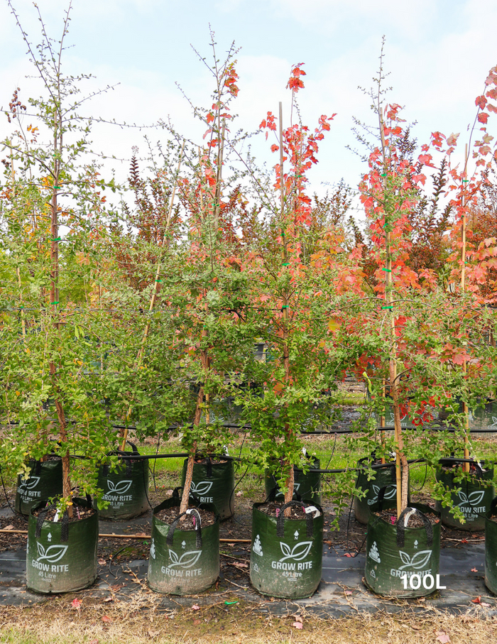 Quercus suber - Evergreen Trees Direct