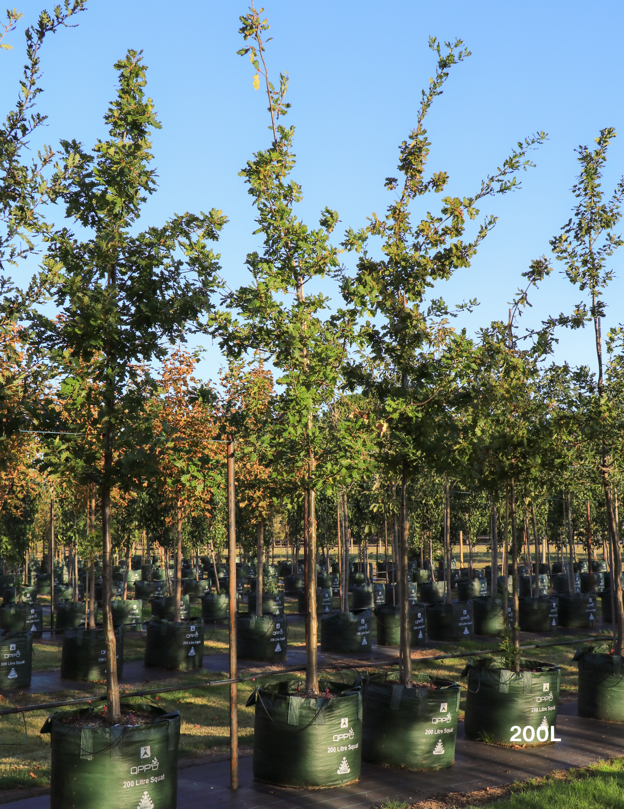 Quercus lusitanica – Lusitanian Oak - Evergreen Trees Direct