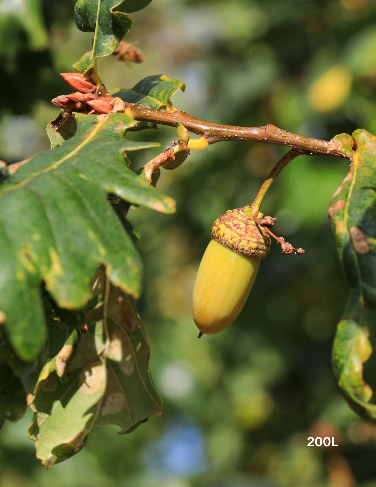 Quercus lusitanica – Lusitanian Oak - Evergreen Trees Direct