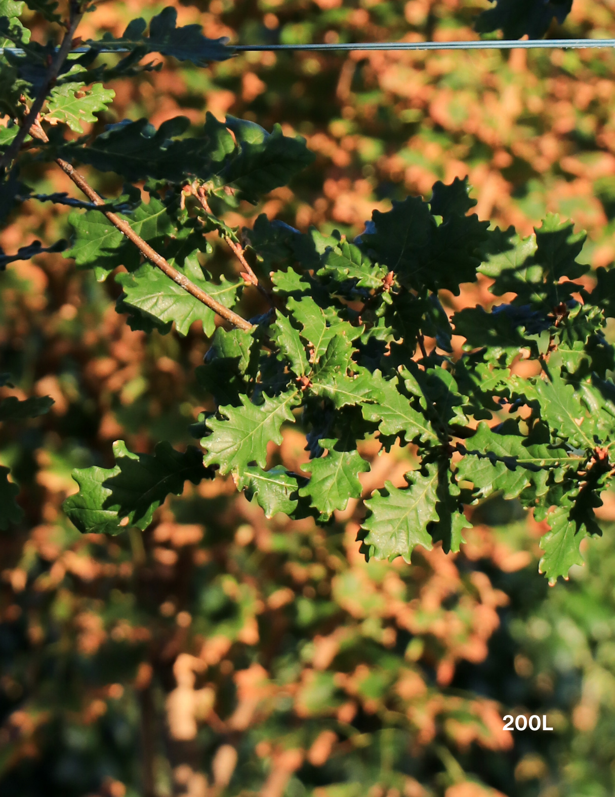 Quercus lusitanica – Lusitanian Oak - Evergreen Trees Direct