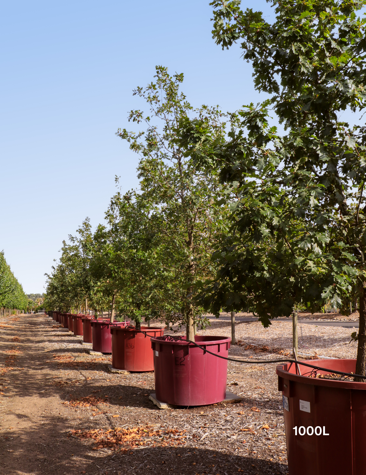 Quercus lusitanica – Lusitanian Oak - Evergreen Trees Direct