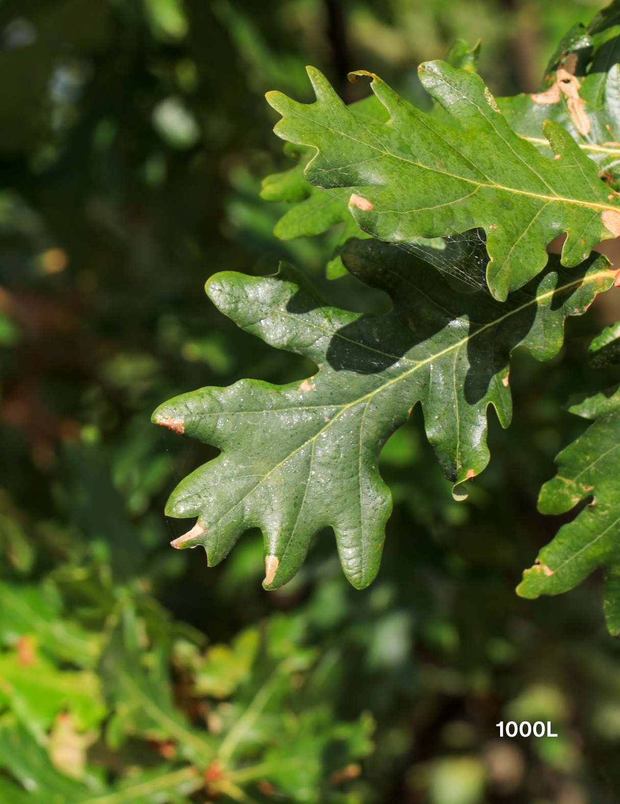 Quercus lusitanica – Lusitanian Oak - Evergreen Trees Direct