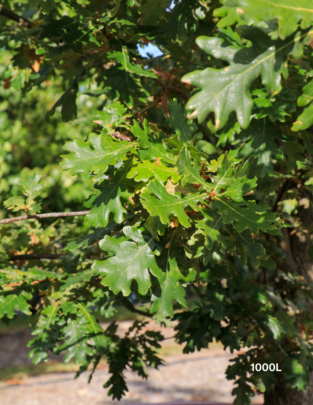Quercus lusitanica – Lusitanian Oak - Evergreen Trees Direct