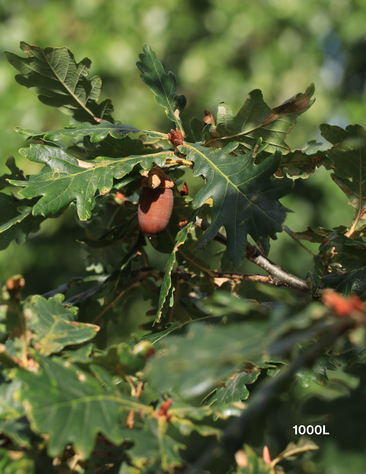 Quercus lusitanica – Lusitanian Oak - Evergreen Trees Direct