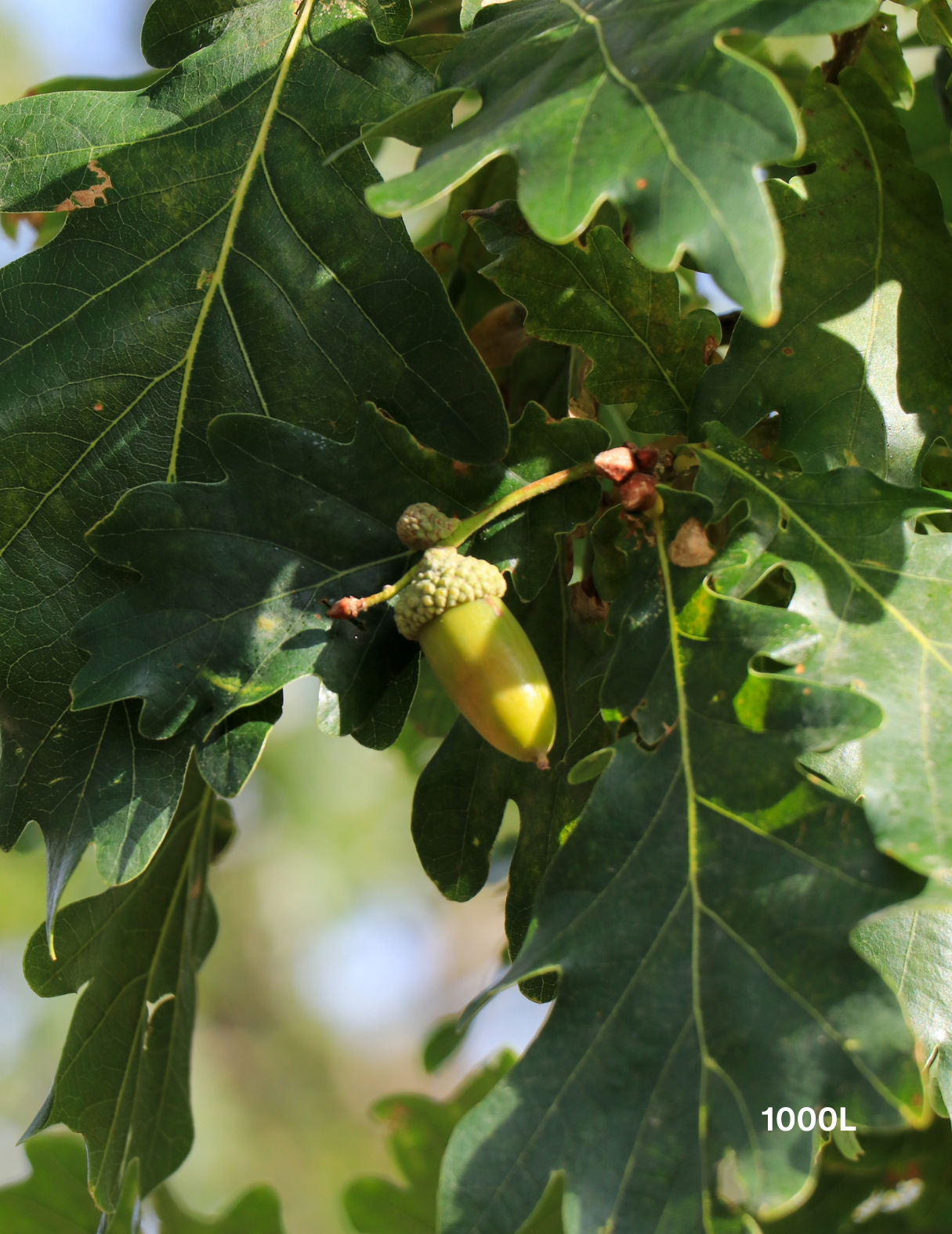 Quercus lusitanica – Lusitanian Oak - Evergreen Trees Direct