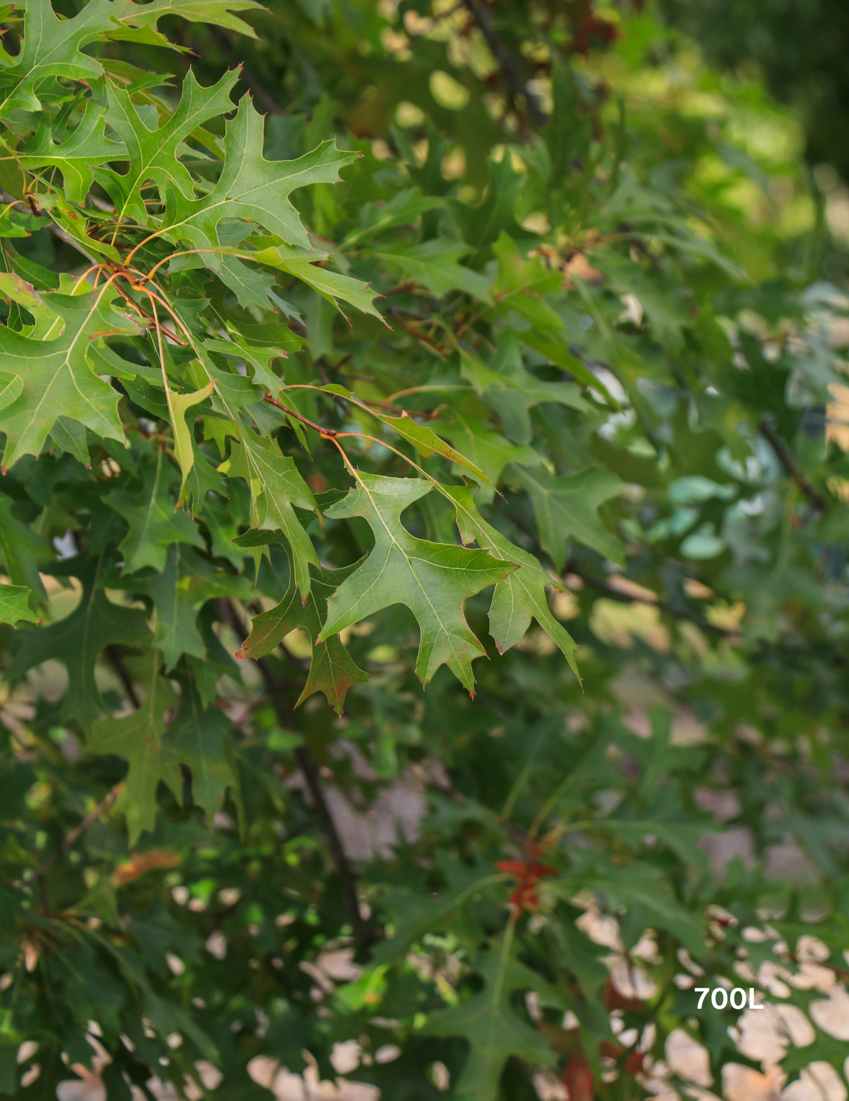 Quercus palustris - Pin Oak - Evergreen Trees Direct