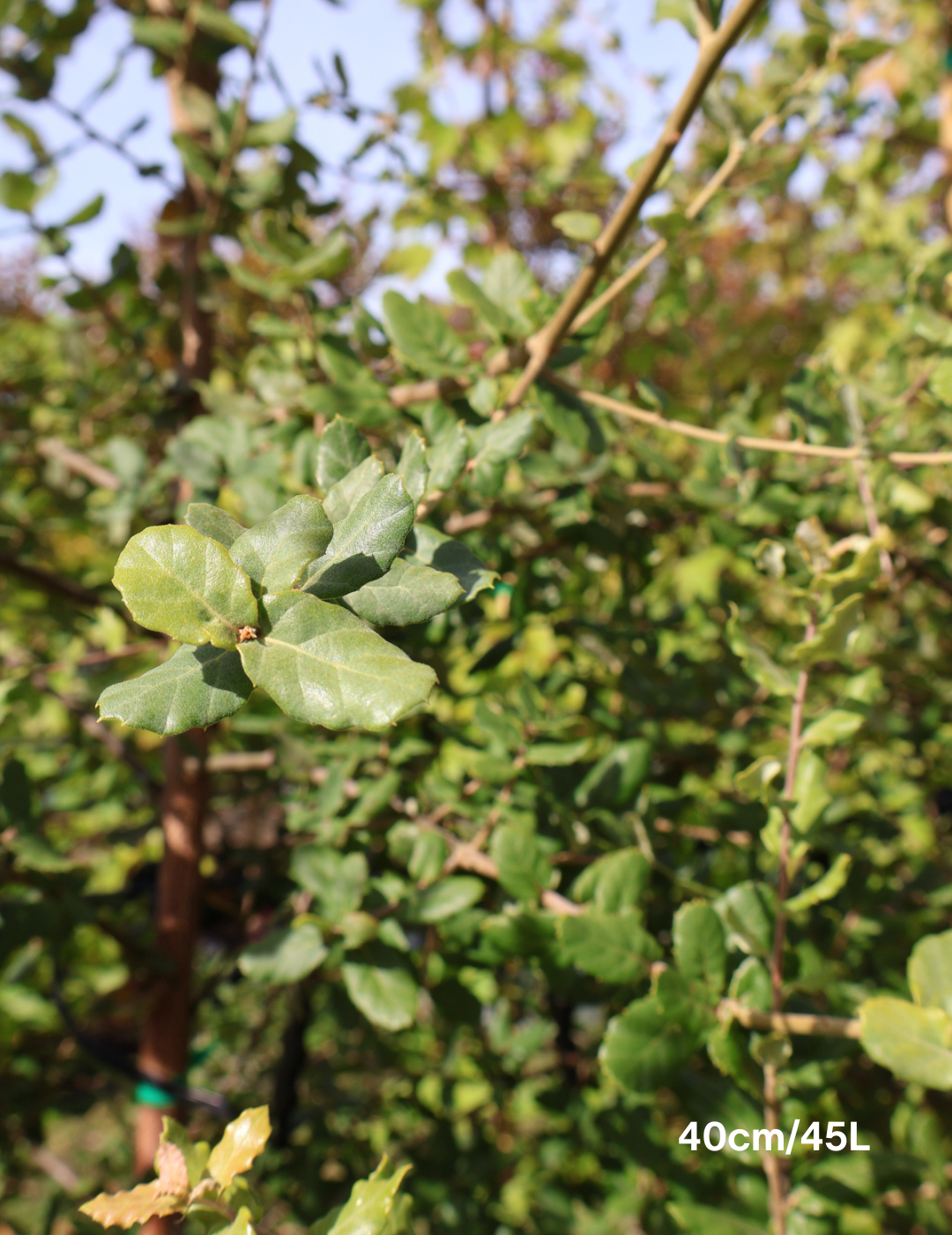 Quercus suber - Evergreen Trees Direct