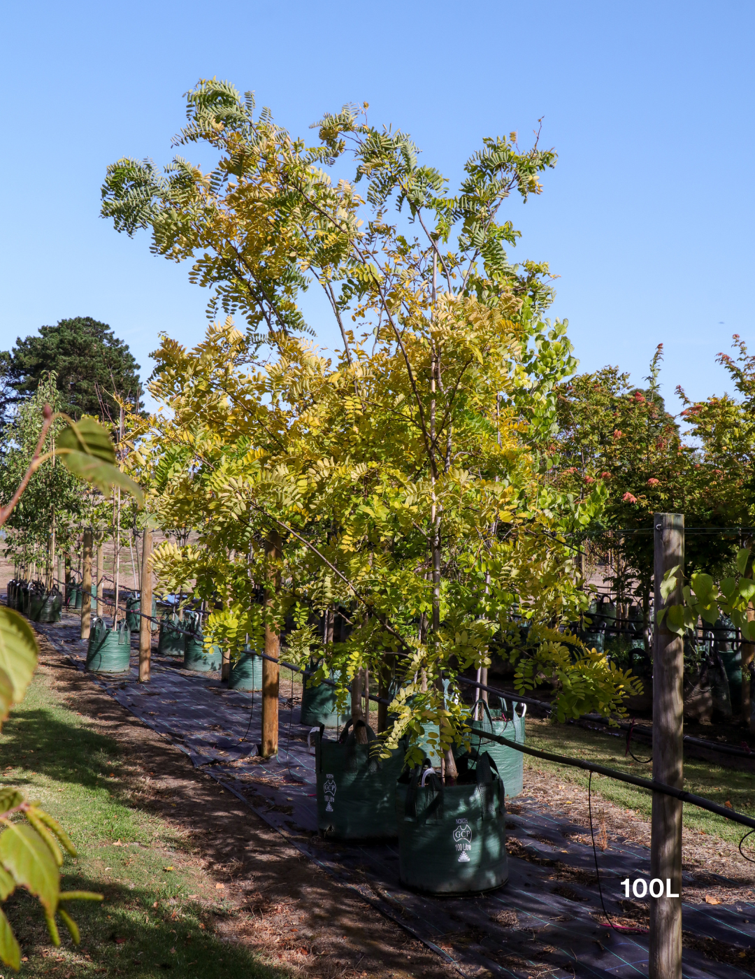 Robinia pseudoacacia ‘Frisia’ – Golden Robinia Tree - Evergreen Trees Direct