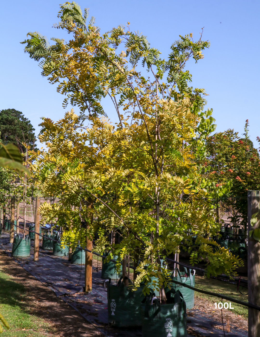 Robinia pseudoacacia ‘Frisia’ – Golden Robinia Tree - Evergreen Trees Direct