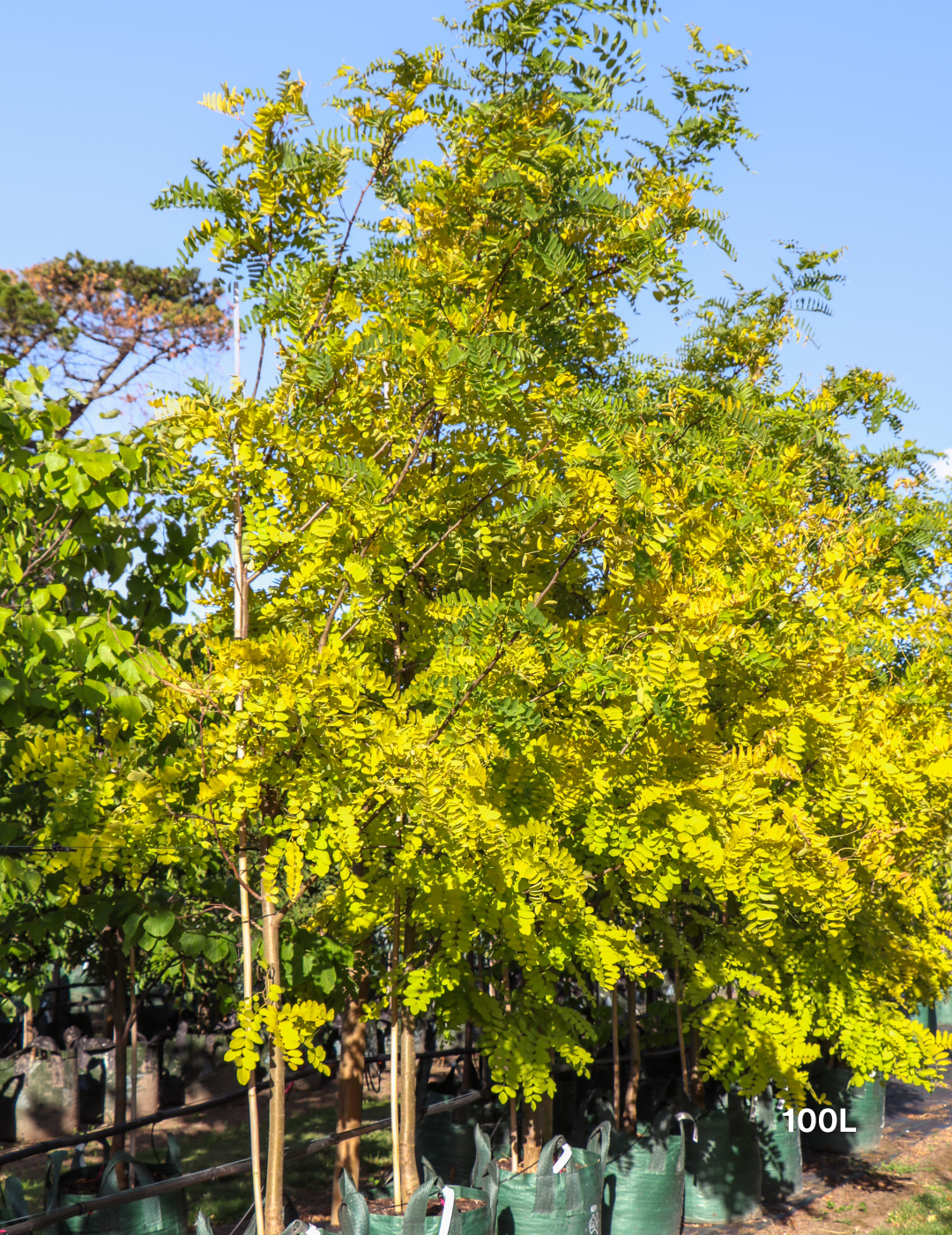 Robinia pseudoacacia ‘Frisia’ – Golden Robinia Tree - Evergreen Trees Direct
