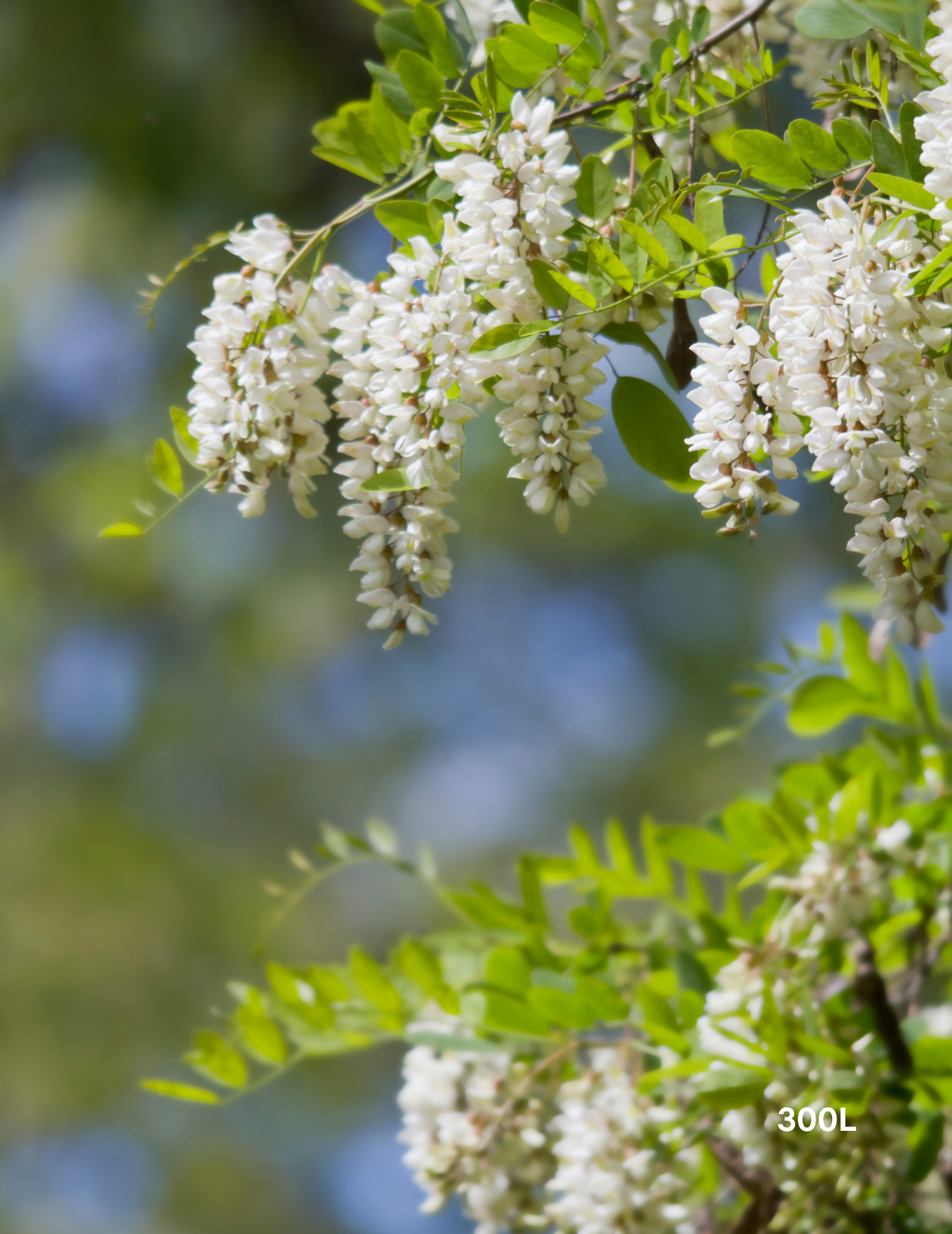 Robinia pseudoacacia ‘Frisia’ – Golden Robinia Tree - Evergreen Trees Direct