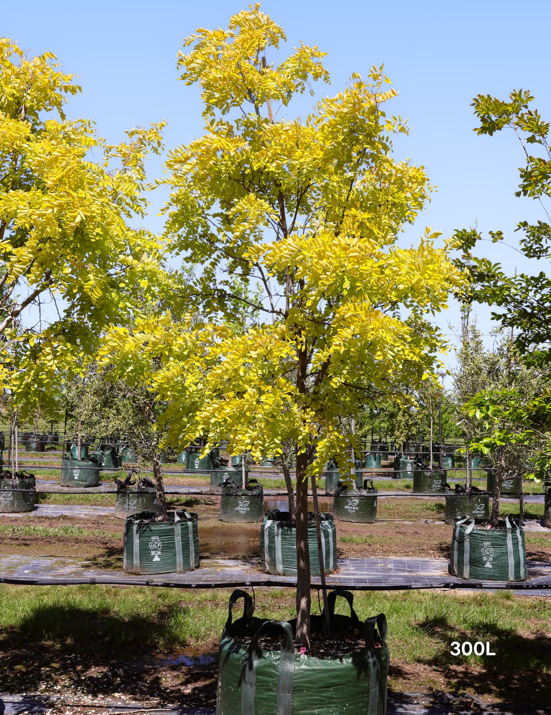 Robinia pseudoacacia ‘Frisia’ – Golden Robinia Tree - Evergreen Trees Direct
