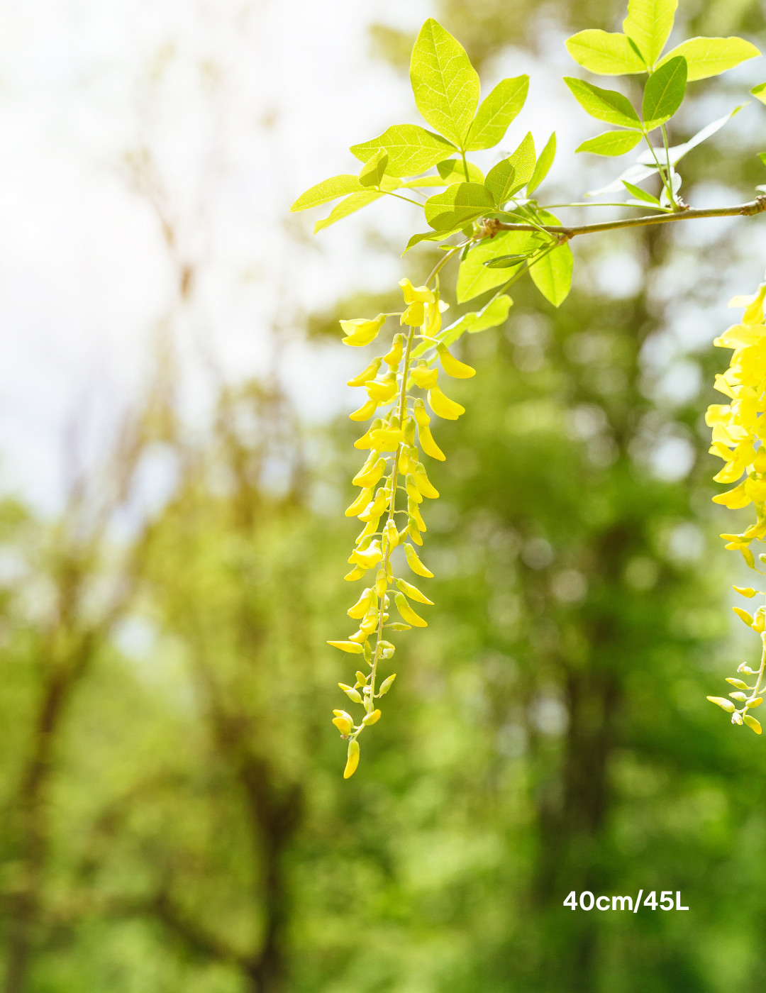 Robinia pseudoacacia ‘Frisia’ – Golden Robinia Tree - Evergreen Trees Direct