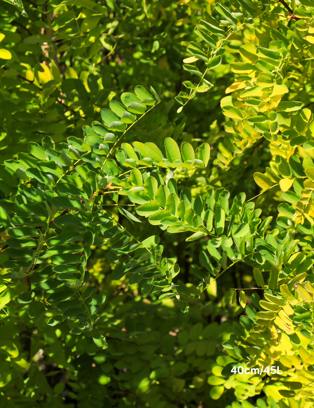 Robinia pseudoacacia ‘Frisia’ – Golden Robinia Tree - Evergreen Trees Direct