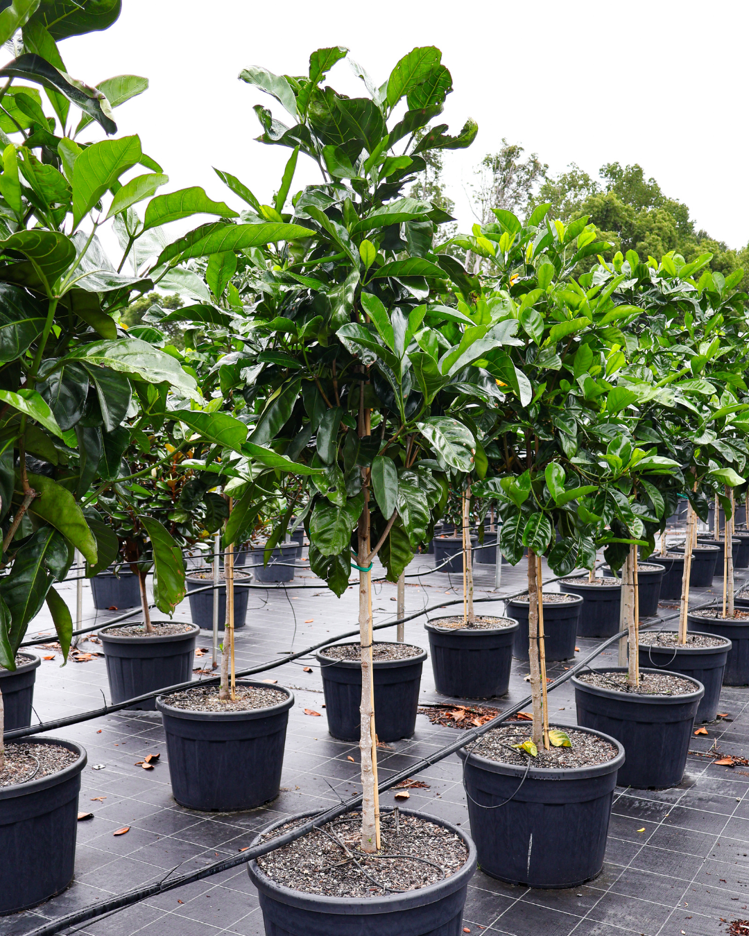 Randia fitzalanii – Native Gardenia