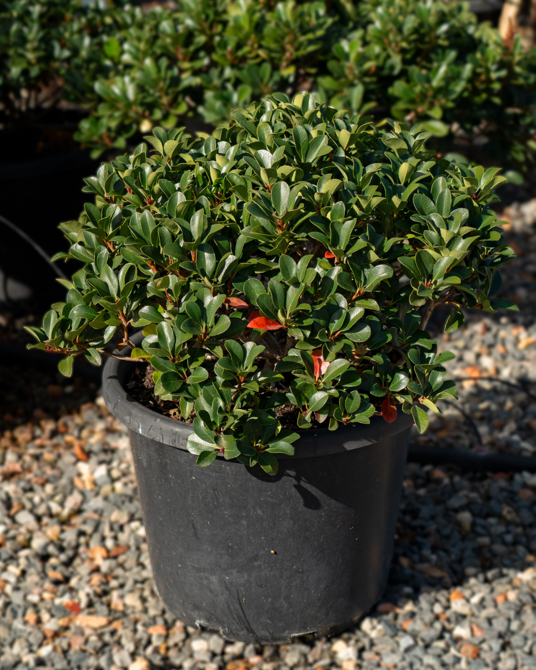Rhaphiolepis indica ‘Spring Pearl’ – Spring Pearl Indian Hawthorn