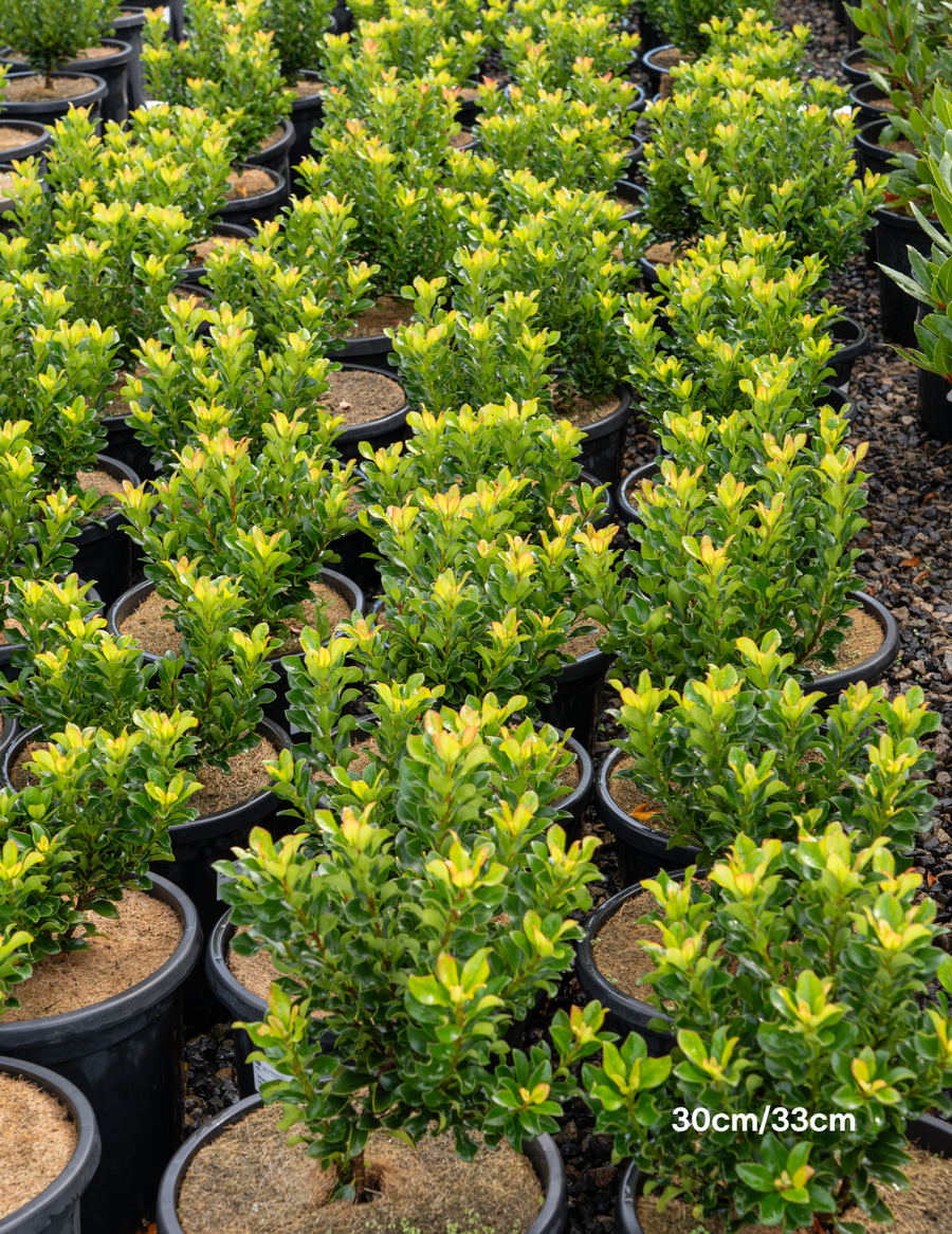 Rhaphiolepis indica 'Snow Maiden'