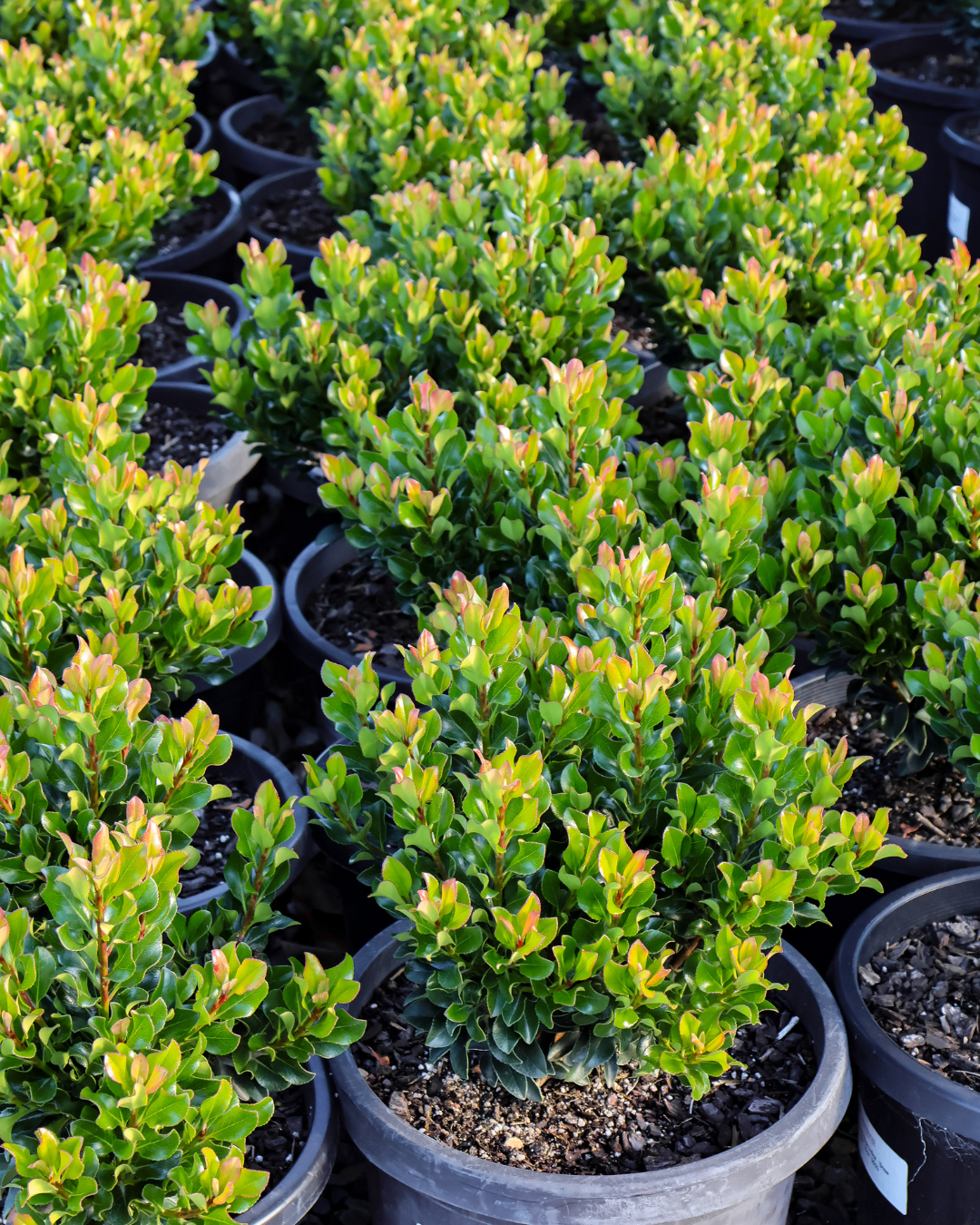 Rhaphiolepis indica 'Snow Maiden'