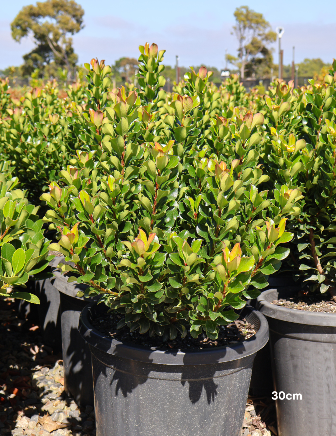 Rhaphiolepis indica 'Snow Maiden' - Evergreen Trees Direct
