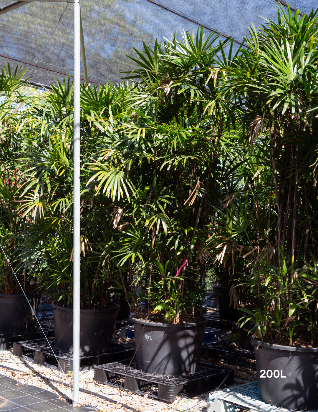 Rhapis excelsa – Lady Palm