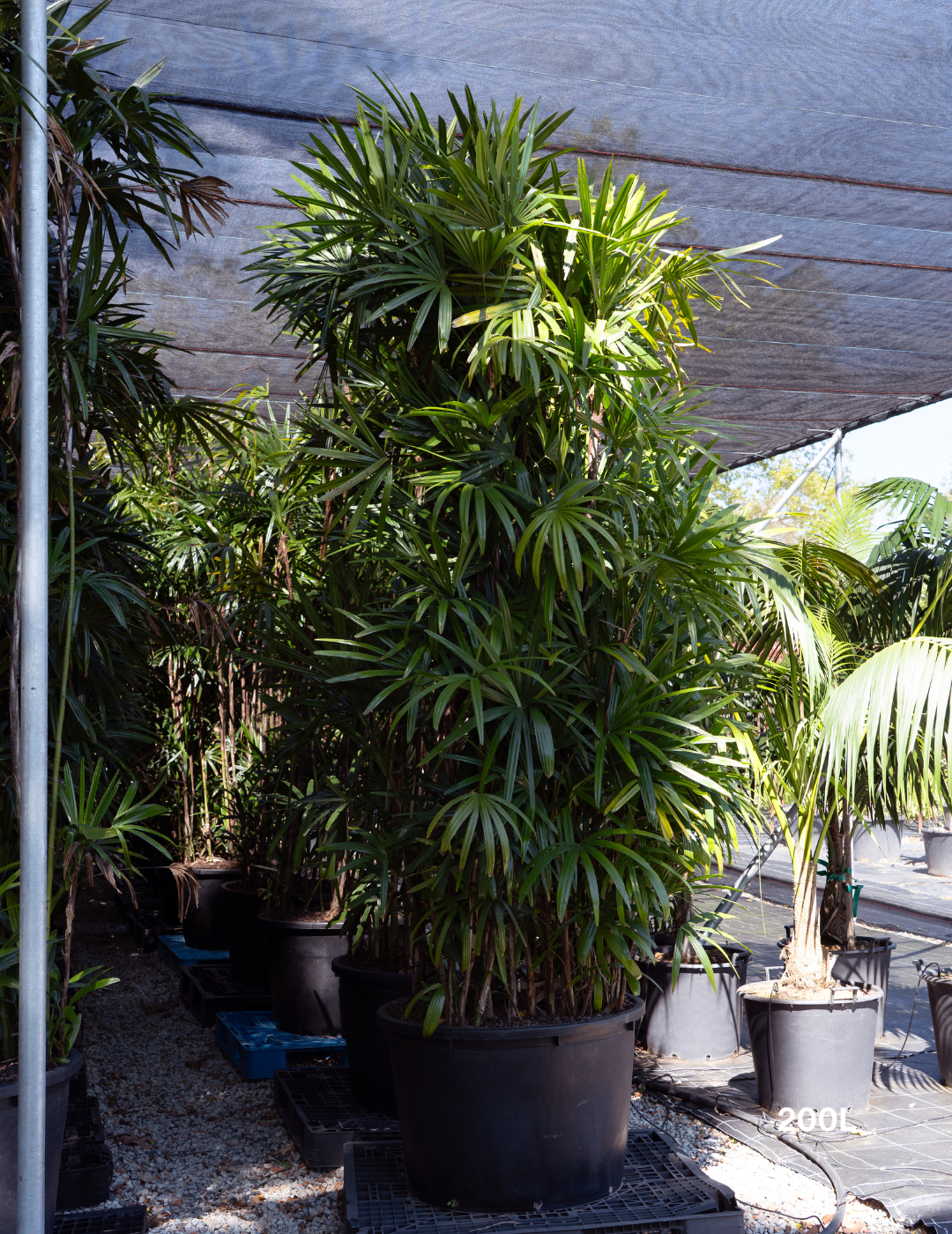 Rhapis excelsa – Lady Palm